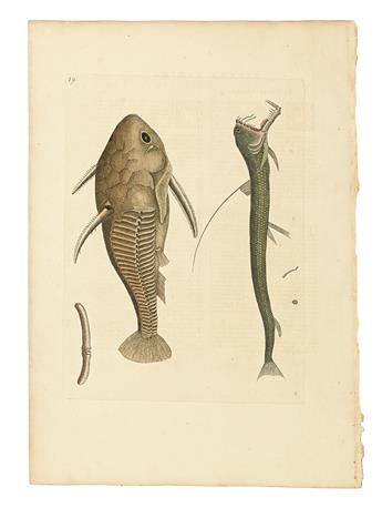 CATESBY, MARK. Six hand-colored engraved plates,